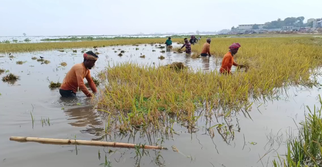 Paddy under water, farmers in distress due to premature flood damage in Nasirnagar