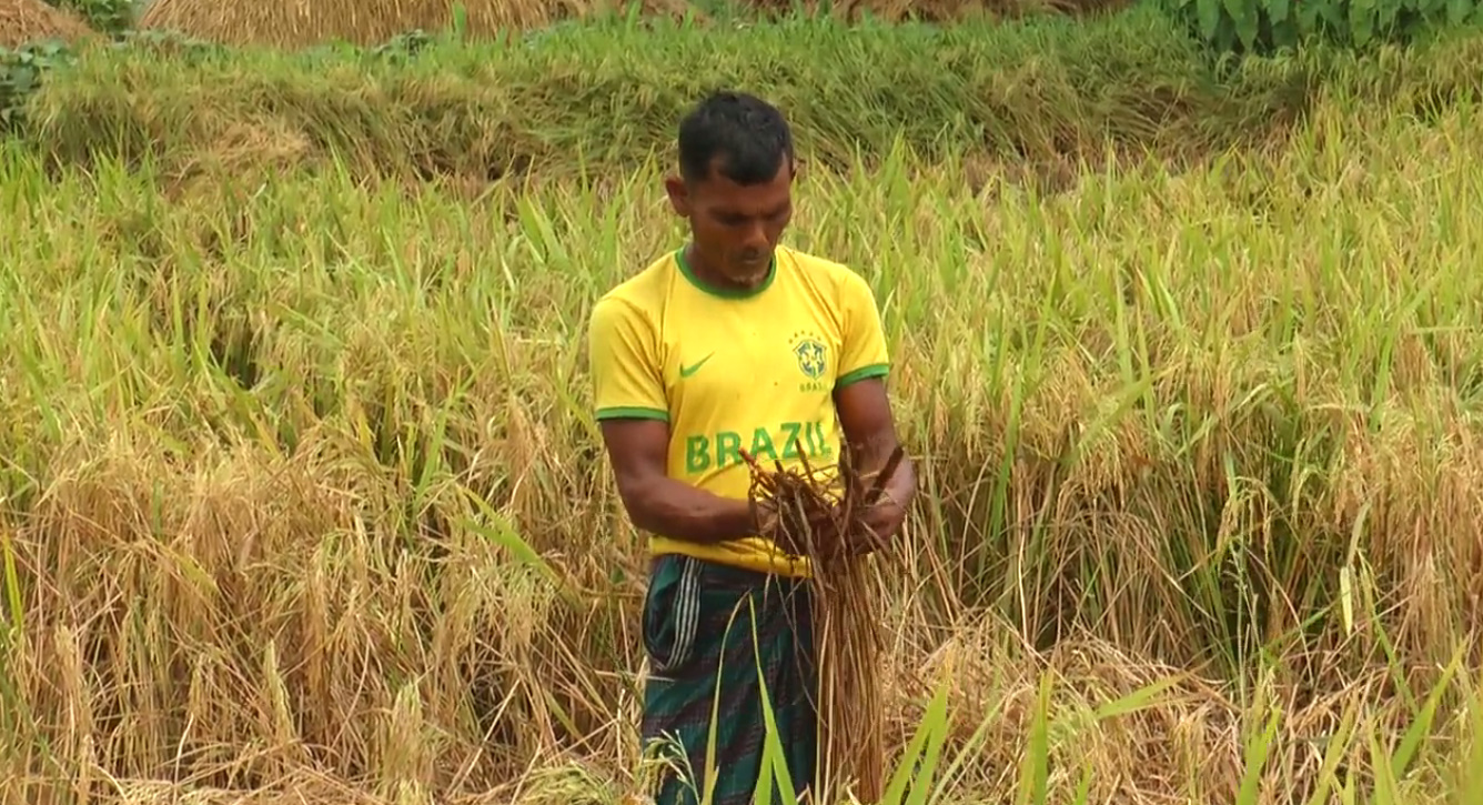 Farmers in Gaibandha face losses due to adulterated seeds and pesticides
