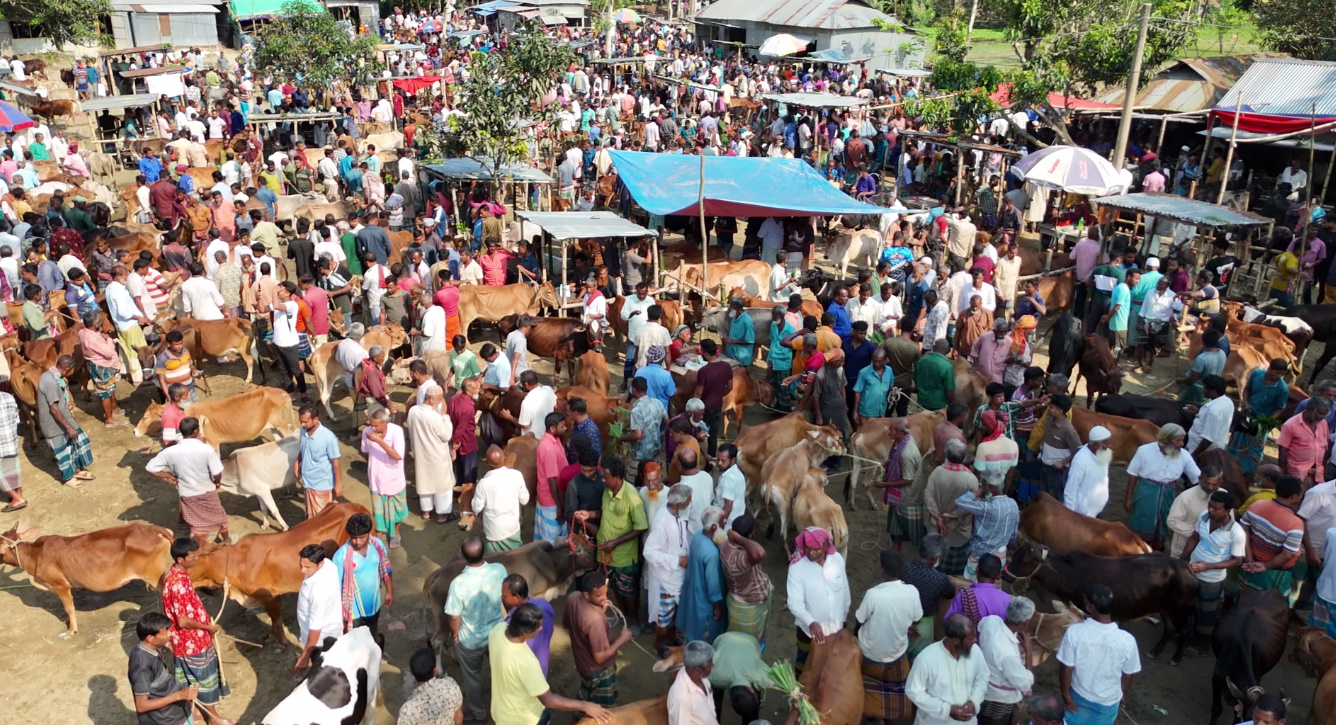 Sacrificial animal market begins to fill up in Gaibandha