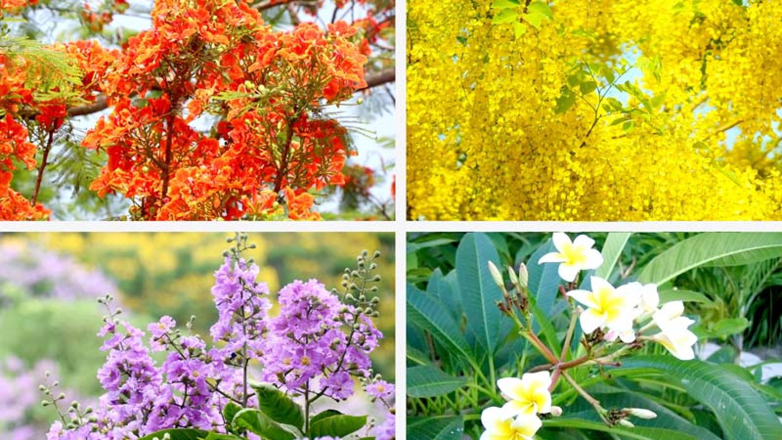 Rajshahi metropolis in the fascination of flowers