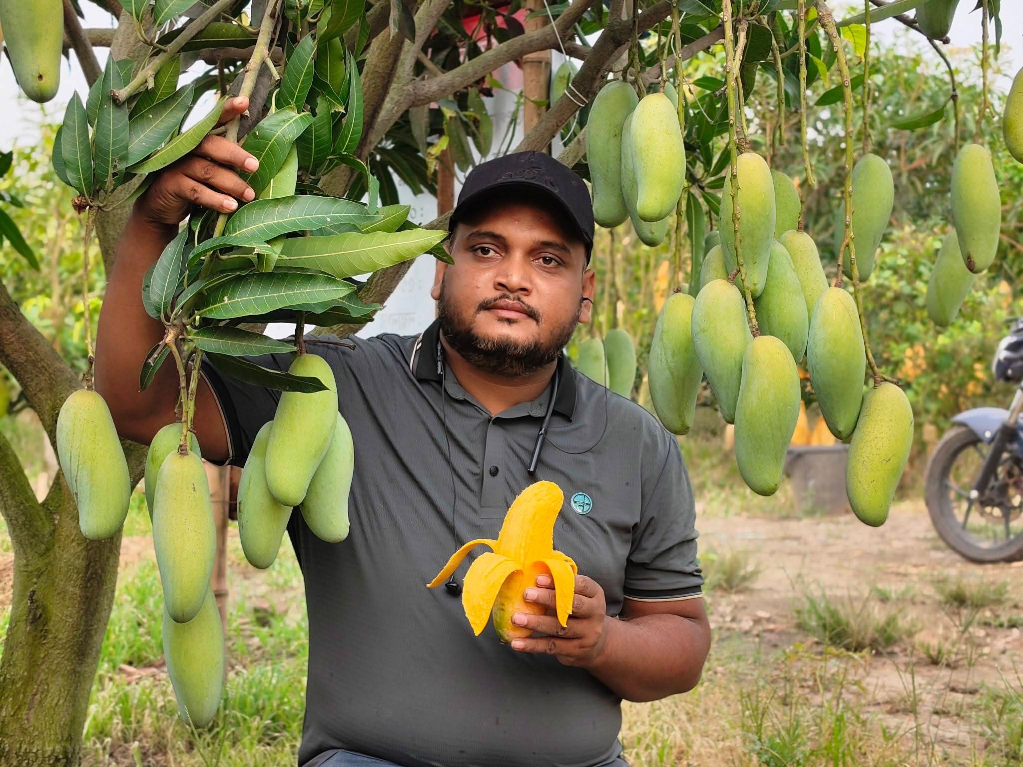 Bumper mango yield in Chapainawabganj: Farmers still at risk of losses