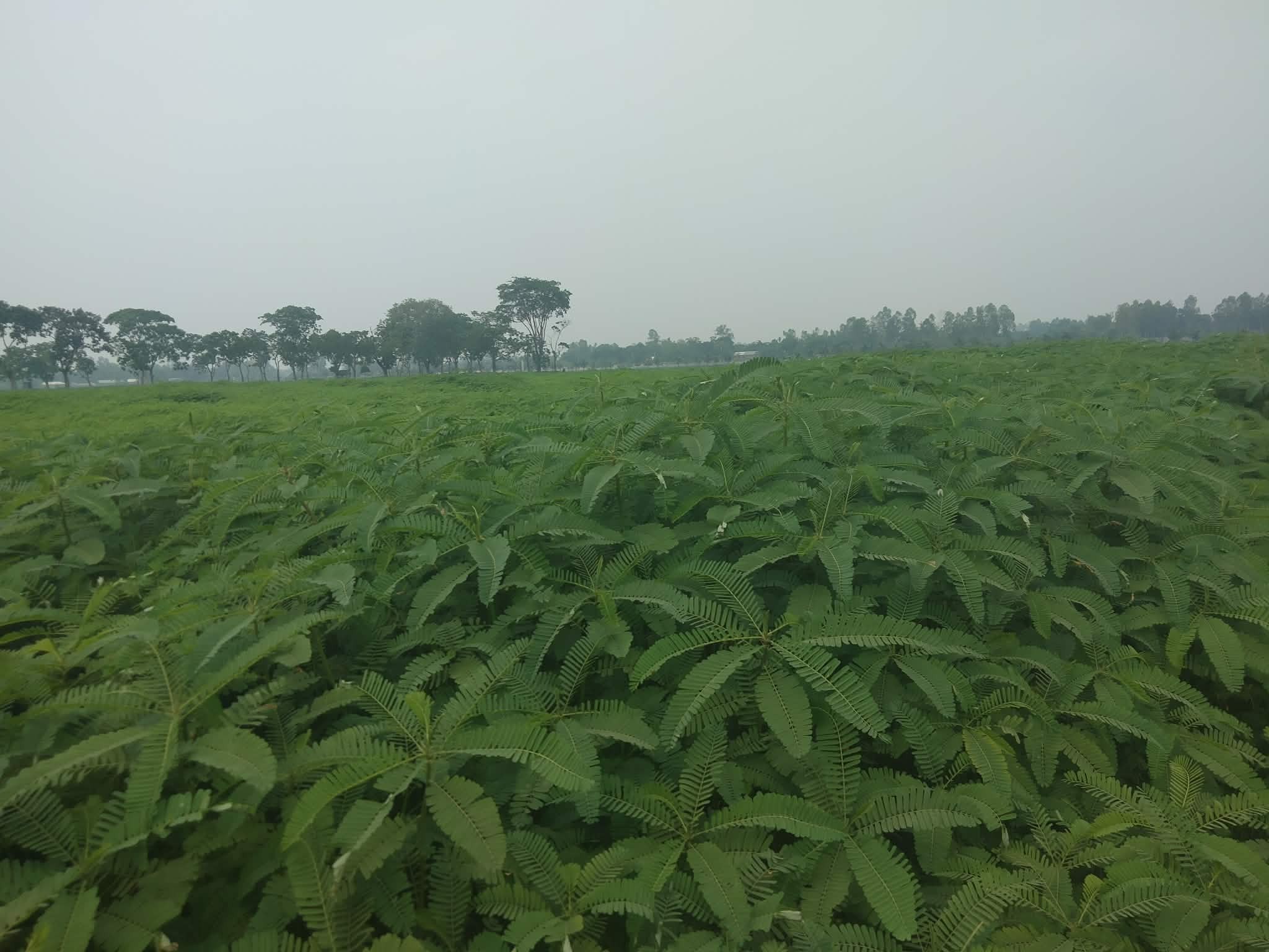 Fertility is returning to Domar BADC farm in Dhaincha cultivation