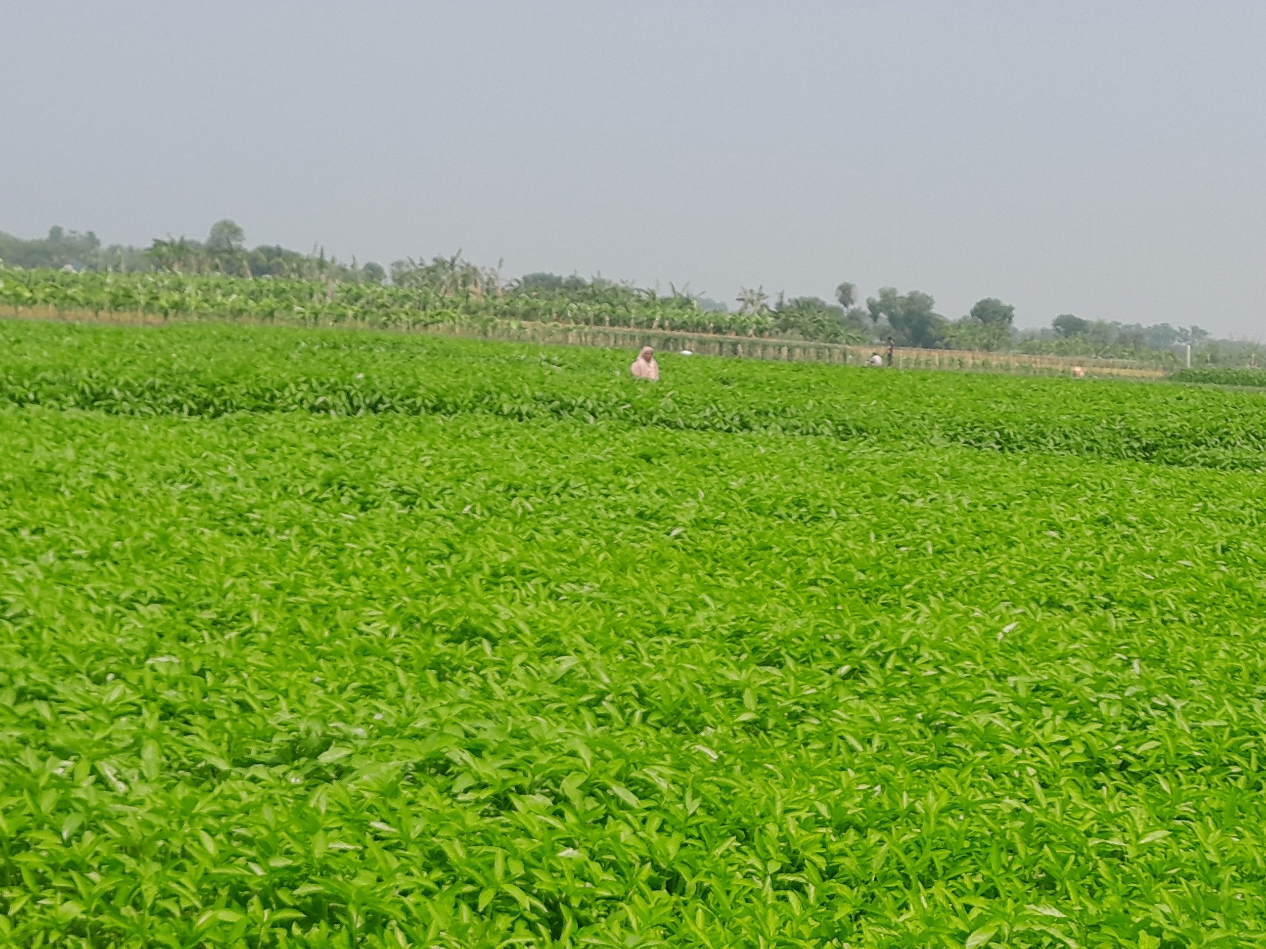 Golden fiber returns to Rajshahi