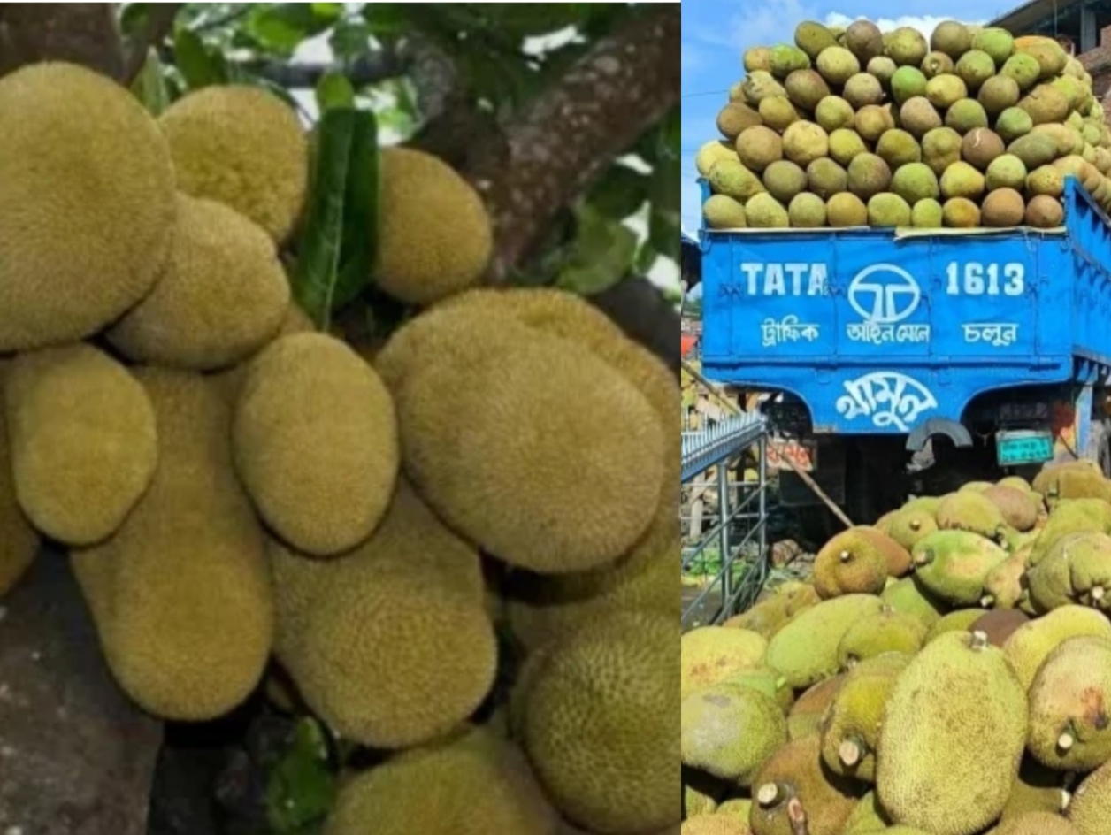 Gazipur’s Jackfruits Exported to 15 Countries