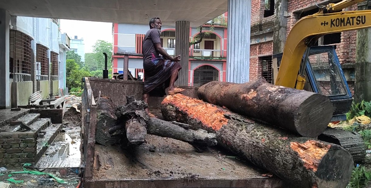 Ignoring Regulations, Head Teacher Allegedly Cuts School Trees Worth Hundreds of Thousands of Taka