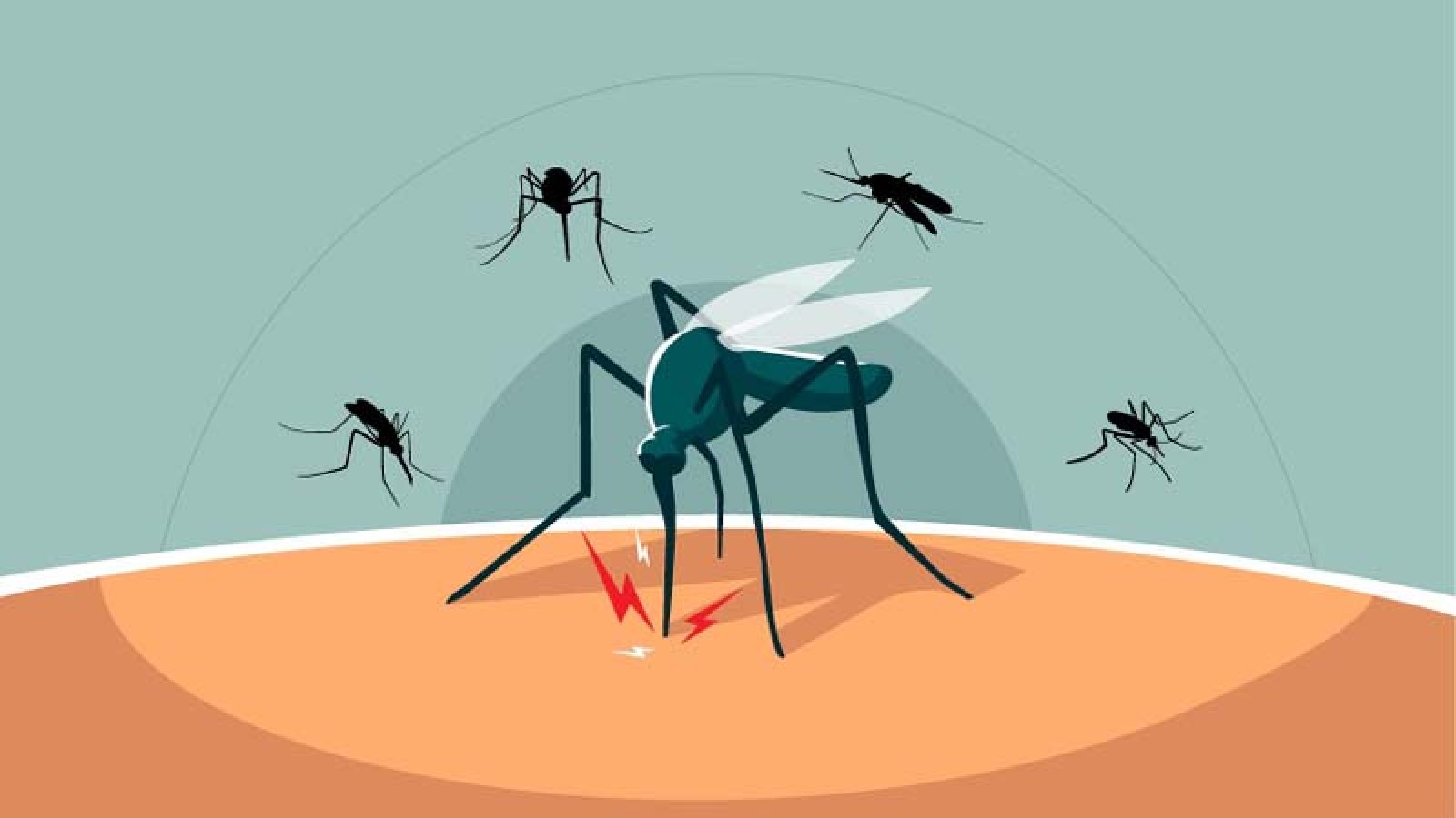 Aedes mosquito breeding in Rajshahi, there is a risk of dengue