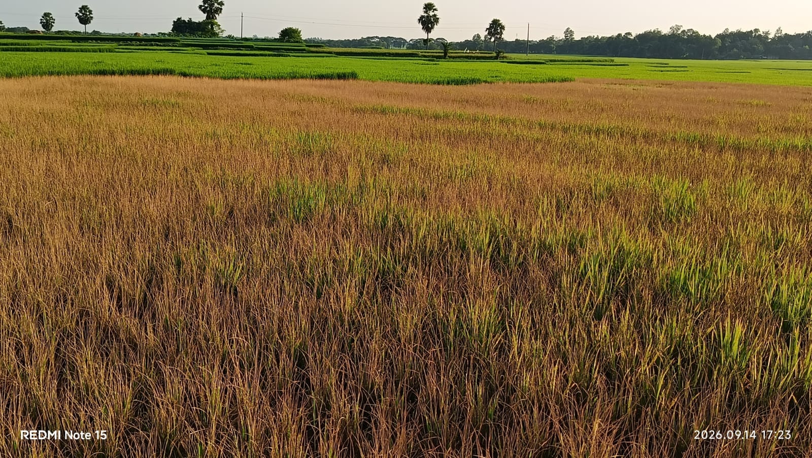 Allegations of 3 bighas of paddy fields being destroyed by poisoning due to land dispute