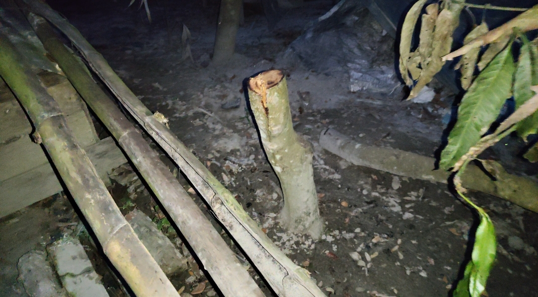 Allegation of Fruit Trees Being Felled by Opposing Party in Kotalipara
