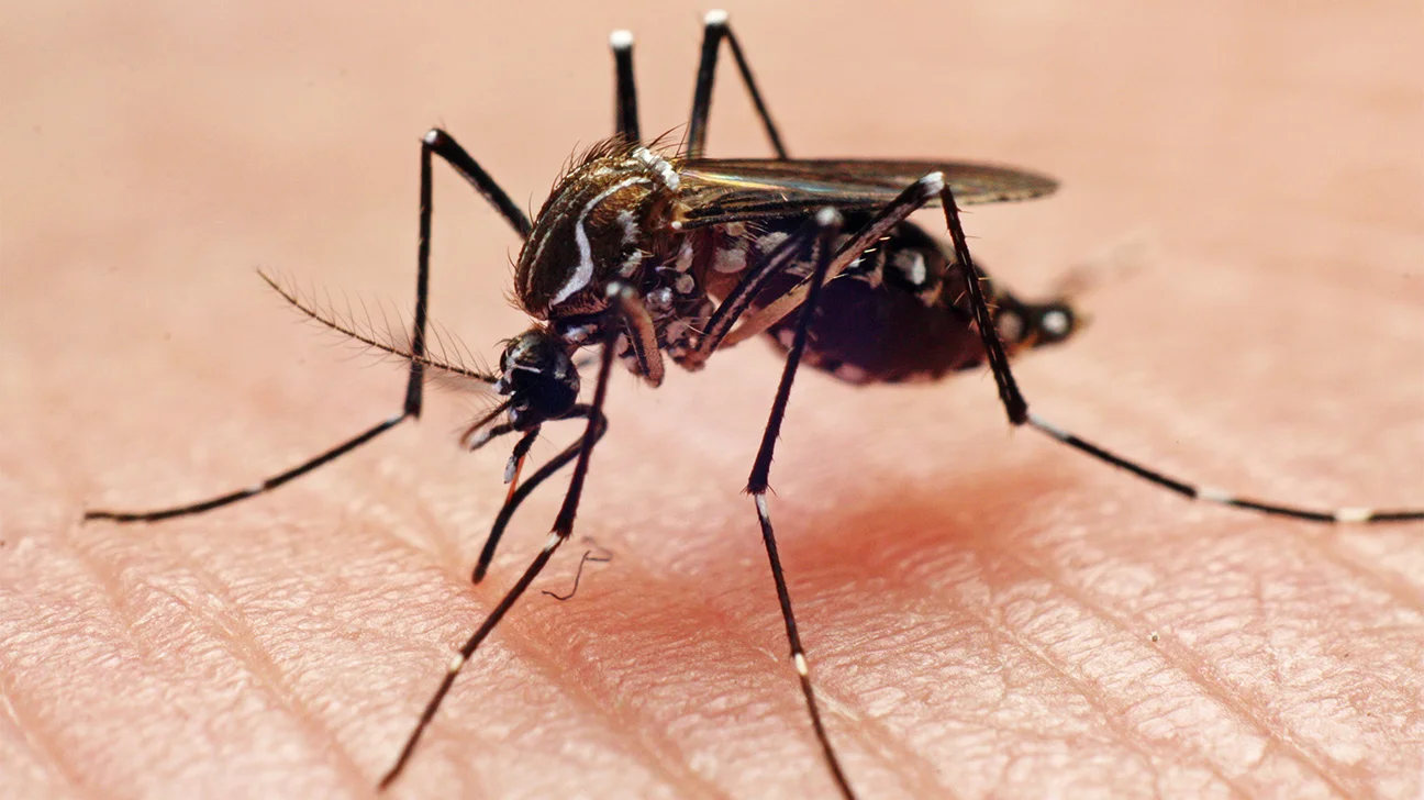 2 die of dengue, 1,056 hospitalised in 24 hrs
