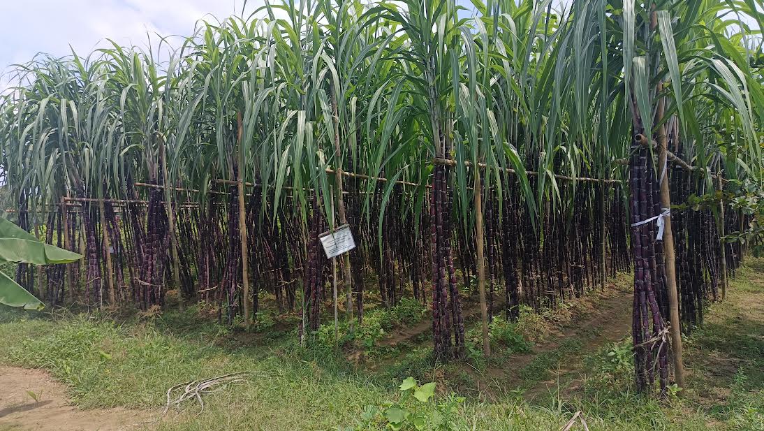 Black Sugarcane brings new hope for farmers in Gazipur